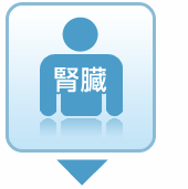 腎臓
