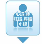心臓、肺、肝臓、膵臓、小腸